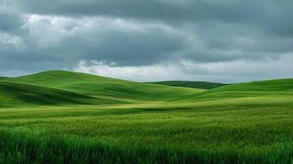 Naklejka premium Vibrant Green Grassland Landscape Background for Designs and Projects