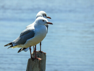 Fototapeta premium Hartlaub's Gull and Immature Grey-headed Gull