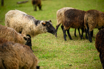 Close-up of a herd of sheep grazing on a green meadow, with focus on one sheep in profile view,...