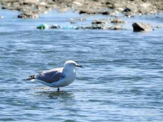 Hartlaub's Gull Wading
