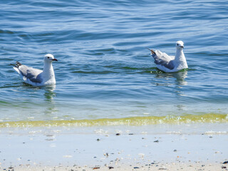 Pair of Hartlaub's Gulls Paddling in Sea