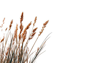 Fototapeta premium Close-up of dried wheat or grass stalks against a black background. 