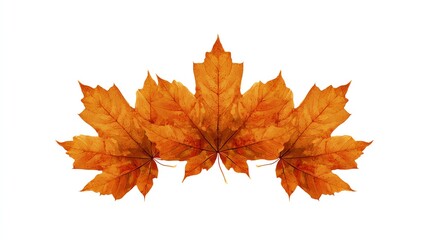 Fototapeta premium Trio of Autumn Maple Leaves on White: A Vibrant Fall Design Element