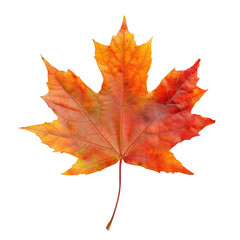 Fototapeta premium Autumn Maple Leaf, Isolated, Fall Colors, Design Element