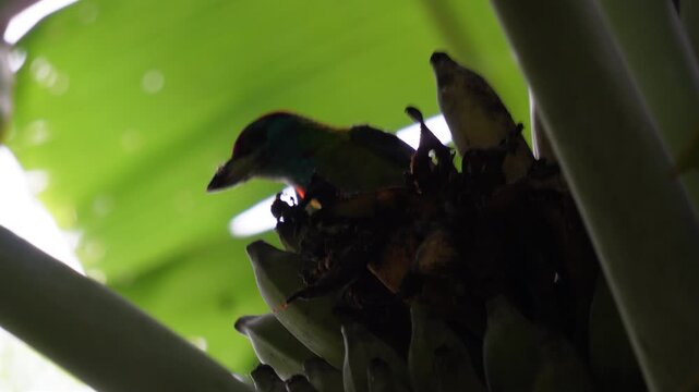 Golden-throated Barbet birds eating banana fruits on the tree with leaves background 