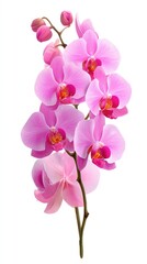 Fototapeta premium Pink Orchid Cluster