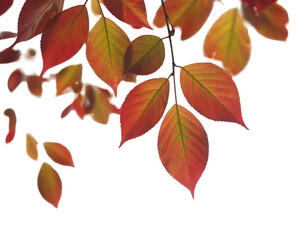 Naklejka premium Falling autumn leaves isolated on clean white background for seasonal nature and design use 