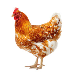 Fototapeta premium Rhode Island Red hen, farm animal profile, studio shot, white background, poultry farming image