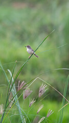 Plain prinia or wren-babbler, lovely common Thai local bird perching on thin stick in meadow field, The small Plain prinia Bird perched at the end of a tree. Plain prinia.