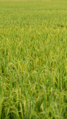 Ripe rice in farm fields. Closeup yellow paddy rice field with rice Flower. Rice field on rice paddy green. macro shot. 