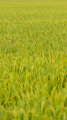 Ripe rice in farm fields. Closeup yellow paddy rice field with rice Flower. Rice field on rice paddy green. macro shot. 