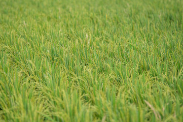 Ripe rice in farm fields. Closeup yellow paddy rice field with rice Flower. Rice field on rice paddy green. macro shot. 