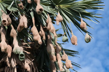A colony of Baya Weaver and Streaked Weavers on the branches of trees, a Baya Weaver is building...