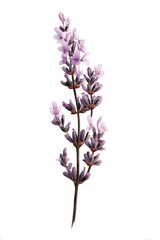 Lavender sprig illustration