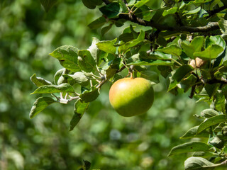 Single Ripe Green Apple Hanging on a Branch