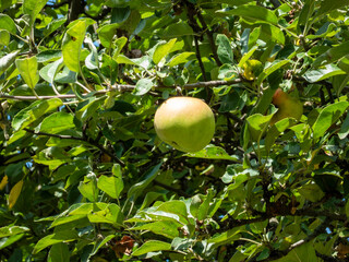 Single Green Apple Hanging from a Tree