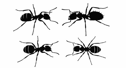 Ant template stock illustration