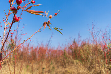 Large grass With red spherical flowers © Patcharaphon