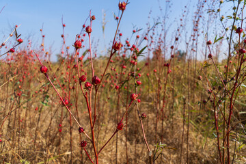 Large grass With red spherical flowers © Patcharaphon
