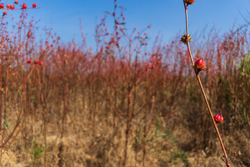 Large grass With red spherical flowers © Patcharaphon