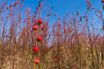 Large grass With red spherical flowers © Patcharaphon