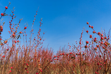 Large grass With red spherical flowers © Patcharaphon