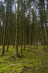 Trees in a pine forest and green moss in Libramont, Belgium