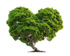 Heart-shaped tree silhouette. Lush green foliage forms a heart shape against a black background.  Visible trunk and roots