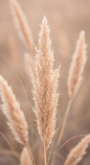 Close up of a fluffy pampas grass plume bathed in golden sunlight. Natural background for design and decor. Dried ornamental grass for decor wallpaper, banner, post, card, and presentation.