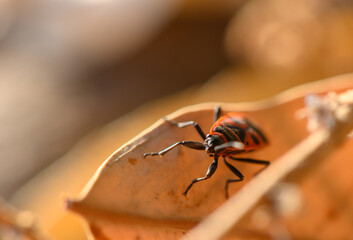Red Soldier Beetle Resting on Green Leaf