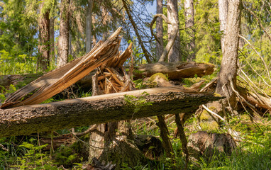 old stump in the woods