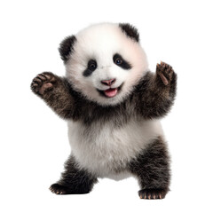 Obraz premium Cute panda cub playfully standing on its hind legs in a studio setting during daytime