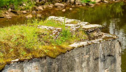 moss on an abandoned stone