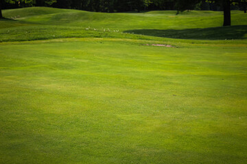 a golf course green background with fairways and subtle undulations in the background leading up to a forest of trees with space for copy