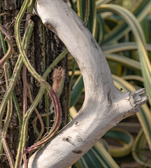 cacti against the background of a dry tree