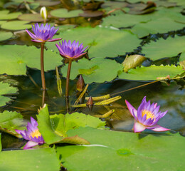 lotus flower in the pond