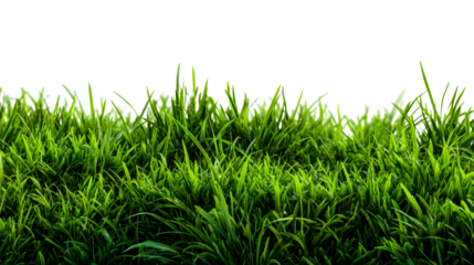 Lush green grass blades on a white transparent background