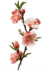 Obraz premium Delicate spring blossoms (2)