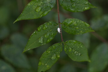 Macro image of water beautiful droplets on  green leaves, close-up of rainy season drops rainwater, . Drops of  dew. Beautiful leaf texture in nature. Natural background.