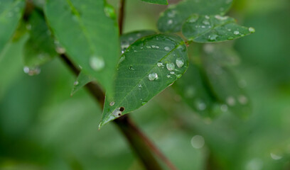 Macro image of water beautiful droplets on  green leaves, close-up of rainy season drops rainwater, . Drops of  dew. Beautiful leaf texture in nature. Natural background.