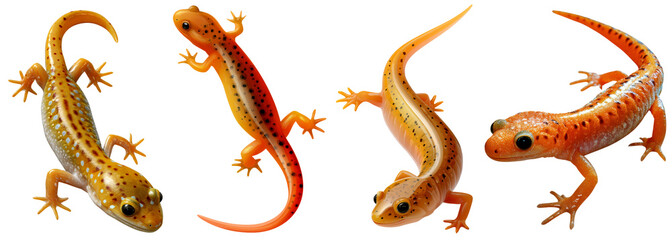 Four Eastern Newts in various poses against a white background, showcasing their orange and yellow coloration.