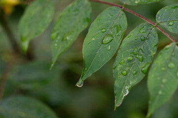 Macro image of water beautiful droplets on  green leaves, close-up of rainy season drops rainwater, . Drops of  dew. Beautiful leaf texture in nature. Natural background.