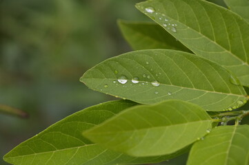 Macro image of water beautiful droplets on  green leaves, close-up of rainy season drops rainwater, . Drops of  dew. Beautiful leaf texture in nature. Natural background.
