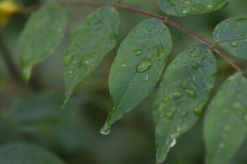 Macro image of water beautiful droplets on  green leaves, close-up of rainy season drops rainwater, . Drops of  dew. Beautiful leaf texture in nature. Natural background.