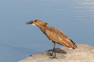 Closeup of a Hamerkop perched on a rock at Masai Mara, Kenya