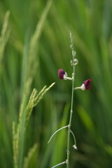 green fern in the garden with during the sunlight nature background.