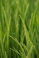 Ripe rice in farm fields. Closeup yellow paddy rice field with rice Flower. Rice field on rice paddy green. macro shot. 