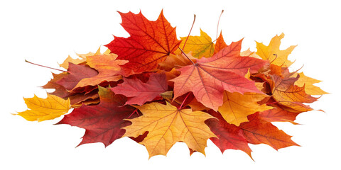 Fototapeta premium Autumn Maple Leaves Pile, Isolated on Transparent Background, Fall Foliage, Red Orange Yellow, Nature, Autumn, Leaves, Fall