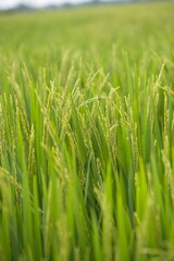 Ripe rice in farm fields. Closeup yellow paddy rice field with rice Flower. Rice field on rice paddy green. macro shot. 