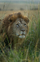 A male lion in the grasses, Masai Mara, Kenya